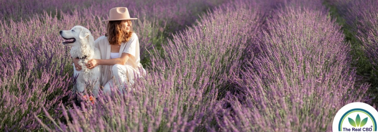 Kvinde sidder med sin hun i en lavendel mark