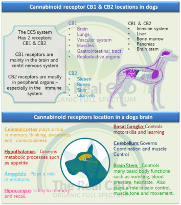 Infographie sur le système ECS chez le chien