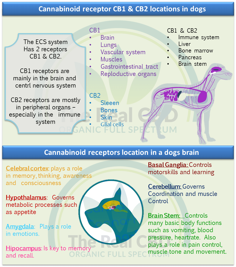 Infographie sur le système ECS chez le chien