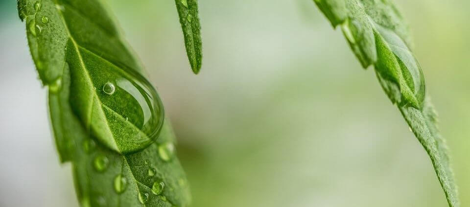 Water on hemp leaf
