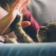 Cat giving a high five to a woman