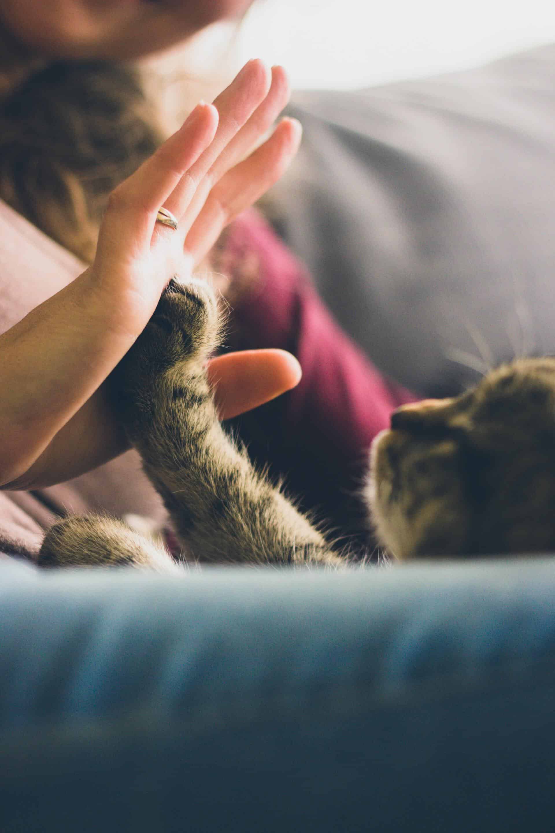 Cat giving a high five to a woman