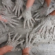 CBD Bentonite Clay hands in mudpile