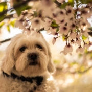 White dog under a blooming almond tree