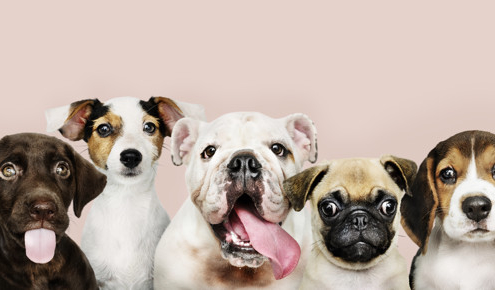Dog line-up on pink background