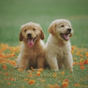 2 golden retriever puppies on a lawn with autumn leaves