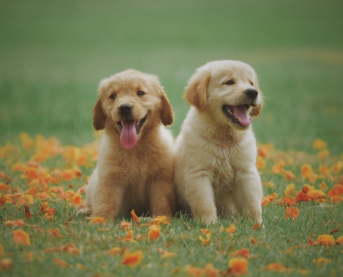 2 golden retriever puppies on a lawn with autumn leaves