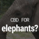 Trois éléphants d'Afrique du zoo de Varsovie reçoivent de l'huile de cannabis.