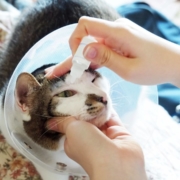 Chat ayant reçu des gouttes pour les yeux chez le vétérinaire