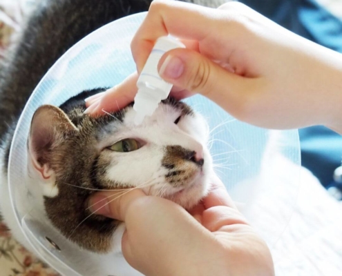 Cat having eye drops at vets