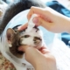 Cat having eye drops at vets