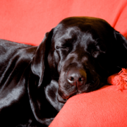 Un retriever noir dormant sur un canapé rouge