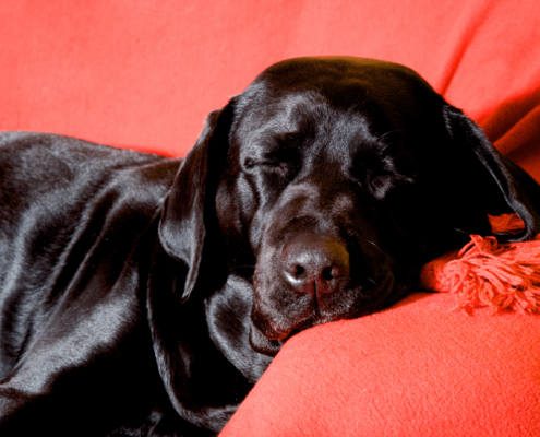 Black retriever sleeping on a red sofa