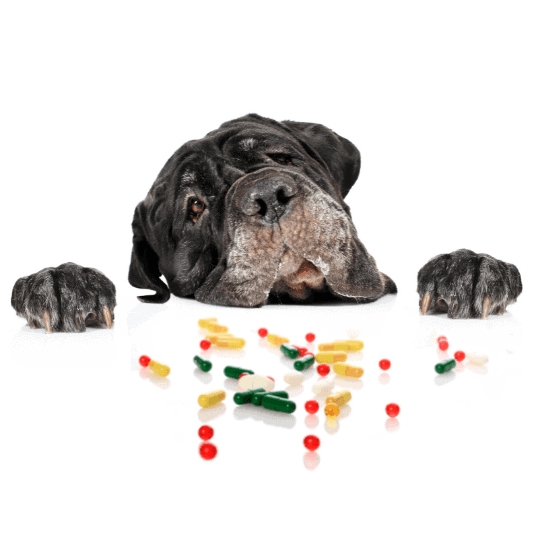 The-Real-CBD-Blog-Peut-on utiliser l'huile pour chiens avec d'autres médicaments ?