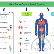 What is the endocannabinoide system (Infographic)