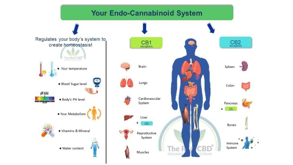 The-Real-CBD-Blog-CBd-and-the-endocannabinoid-system