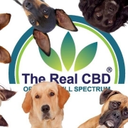 Dogs in front of The Real CBD logo