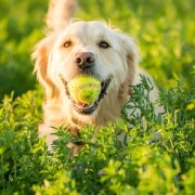 Golden retriever with tennis ball in mouth in a field
