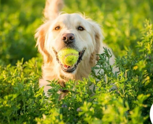 Golden Retriever mit Tennisball im Maul in einem Feld