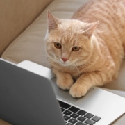 Chat travaillant sur un ordinateur portable