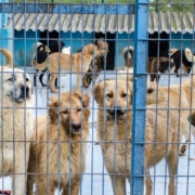 Multiple big dogs behind a fence in a kennel