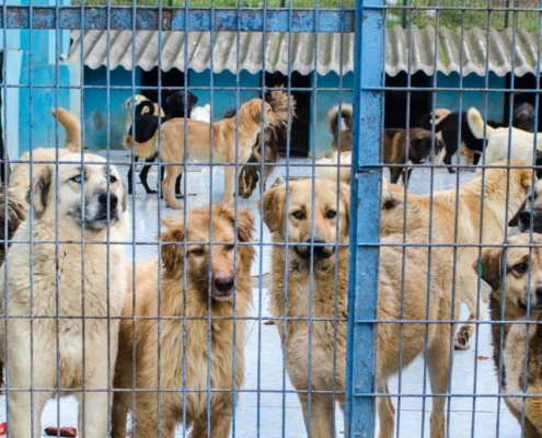 Multiple big dogs behind a fence in a kennel