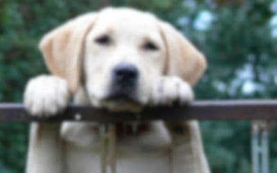 Blurred golden retriever puppy paws on a fence