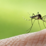 Close-up of mosquito on human skin