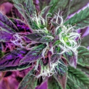 Purple marijuana plant
