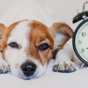 Sleepy dog laying next to an alarm clock