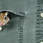 Mouse sticking head out of a shirt pocket