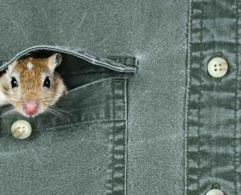 Mouse sticking head out of a shirt pocket