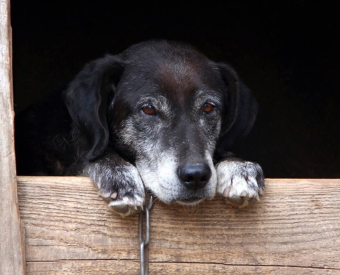 Alter schwarzer Hund in einer Hundehütte