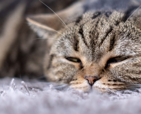 Nahaufnahme einer schläfrigen Katze auf einem grauen Teppich