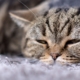 Close-up of sleepy cat on a grey carpet