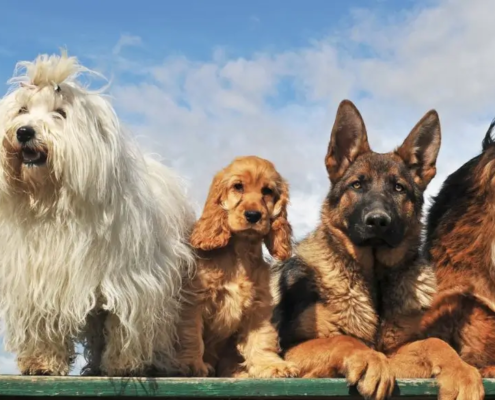 Line-up of dogs on a fence