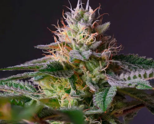 Marijuana flower with trichromes