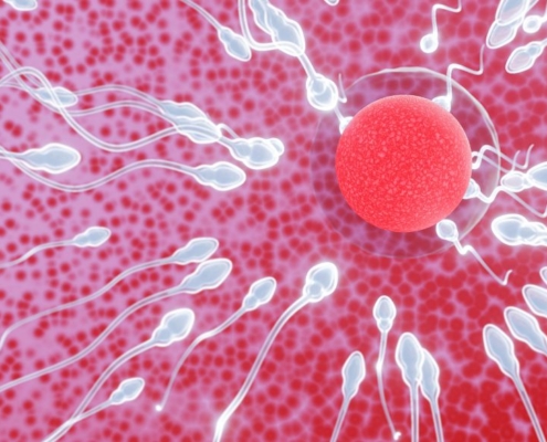 Sperm swimming towards an egg to fertilise
