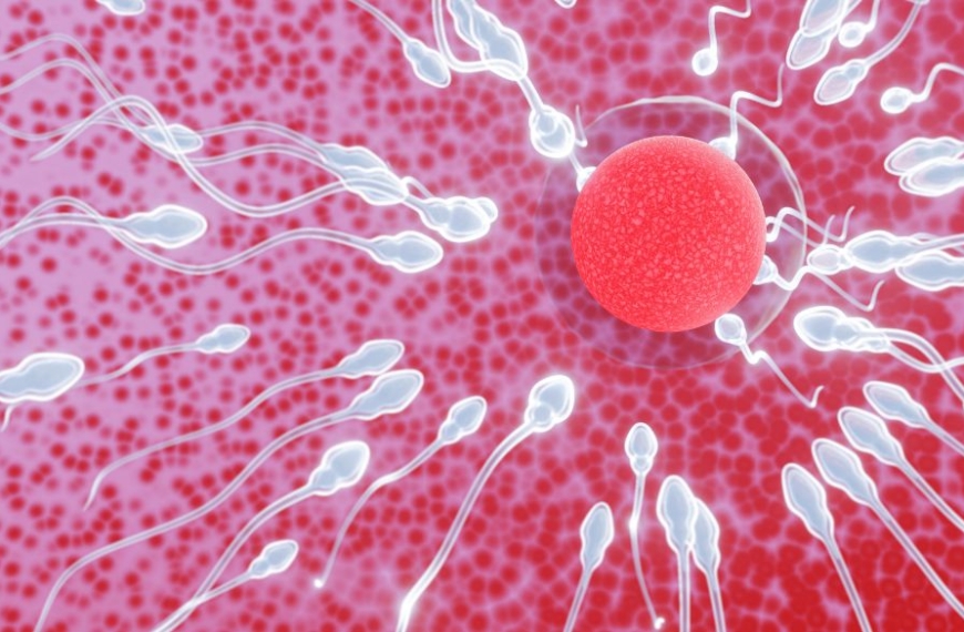 Does CBD Affect Male Fertility?