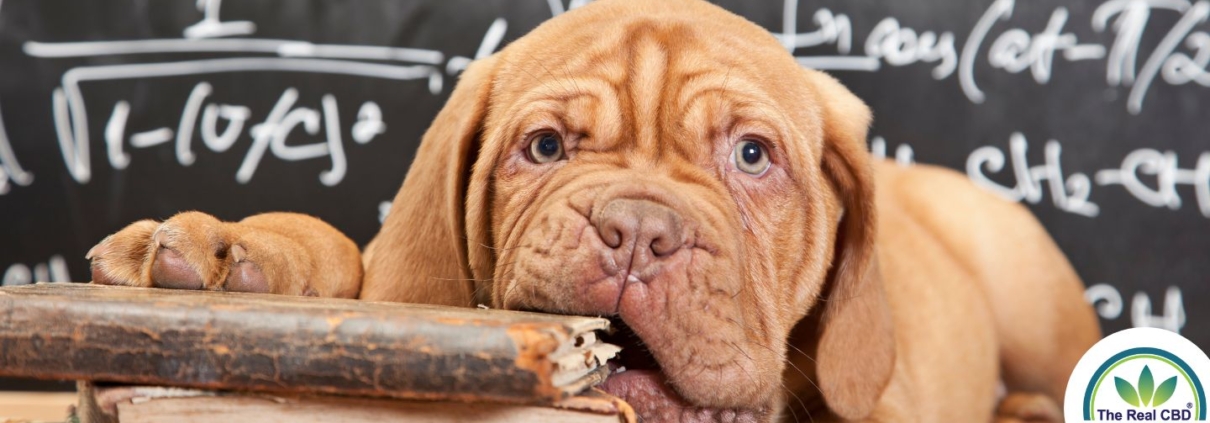 Lindo cachorro marrón masticando un libro viejo