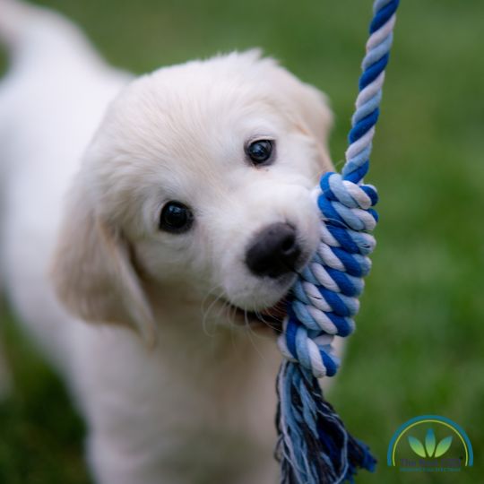 Cachorro mordiendo una cuerda