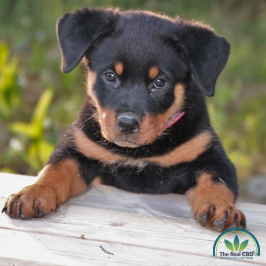 Rottweiler mirando a la cámara