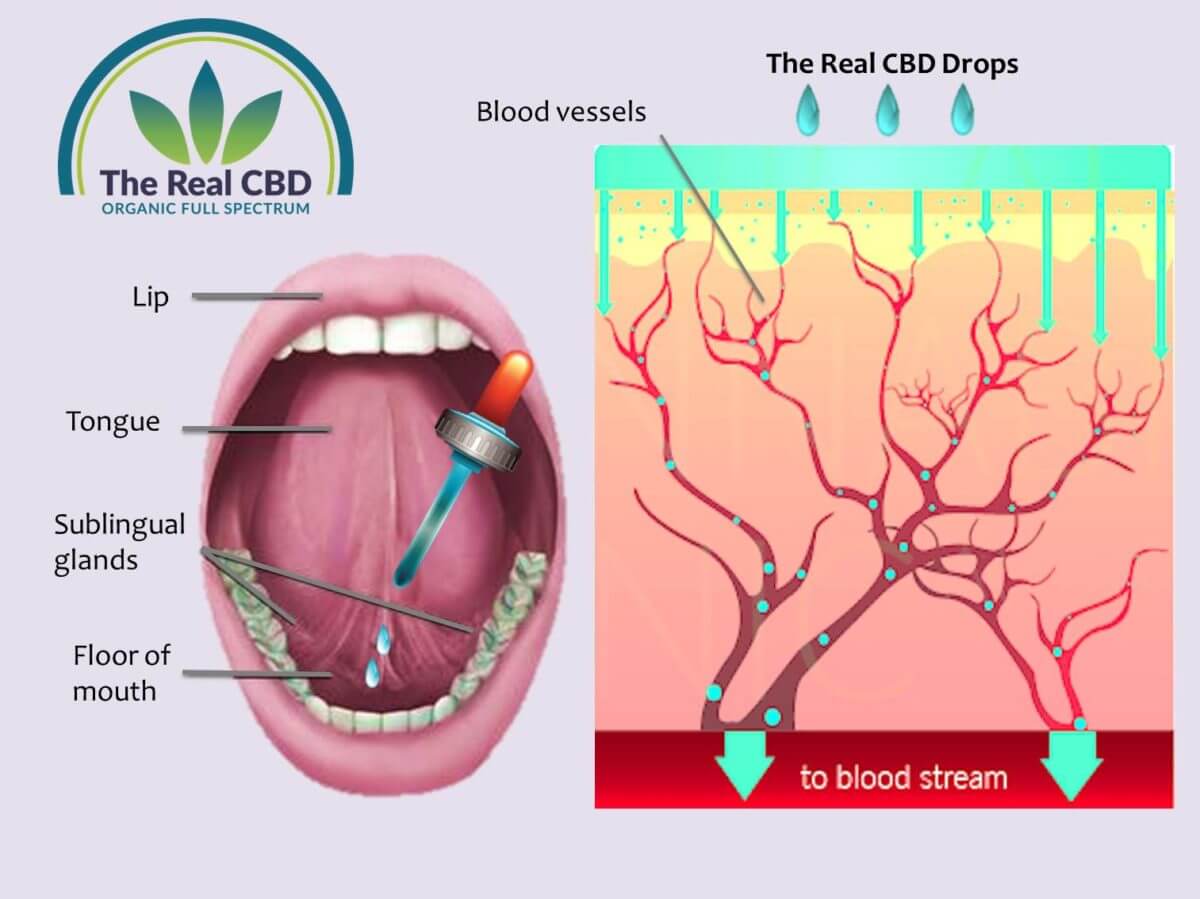 Le vrai CBD - infographie sur la prise de CBD