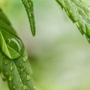 Eau sur feuille de chanvre