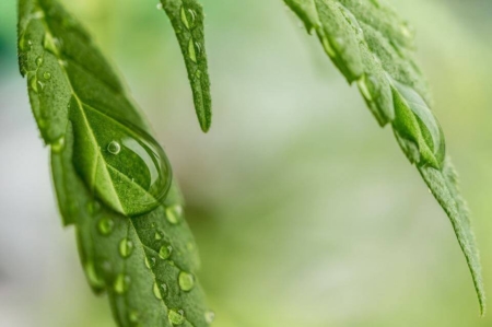 Water on hemp leaf