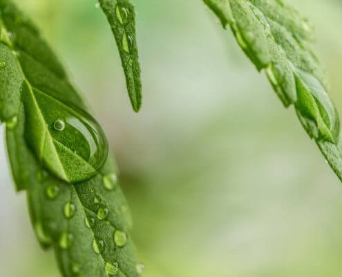 Water on hemp leaf