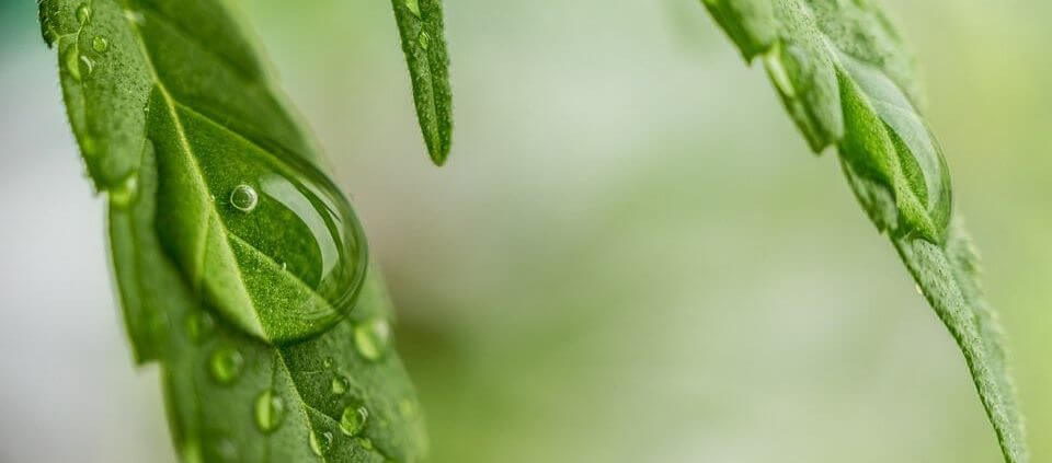 Wasser auf Hanfblatt