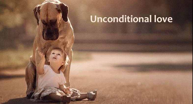 Little child looking up at a great dane with loving eyes