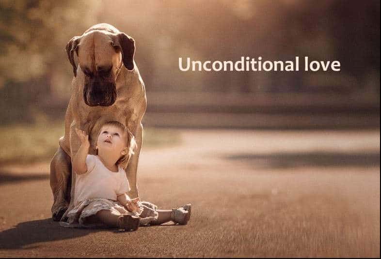 Little child looking up at a great dane with loving eyes