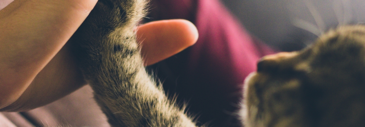 Cat giving a high five to a woman